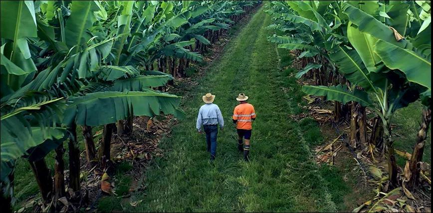 香蕉種植園RFID應用